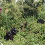 Chimp Trekking with Africa Odyssey
