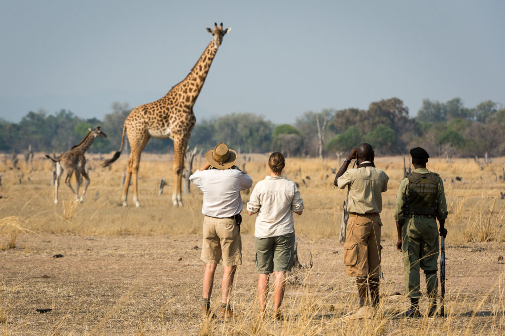 Get up close to wildlife on a walking safari in South Luagwa