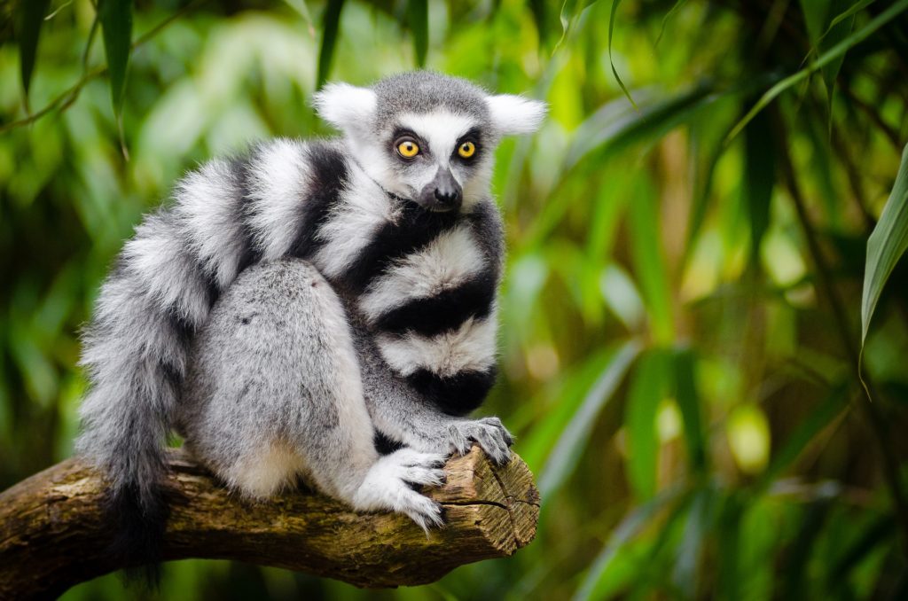 ring tailed lemur in madagascar