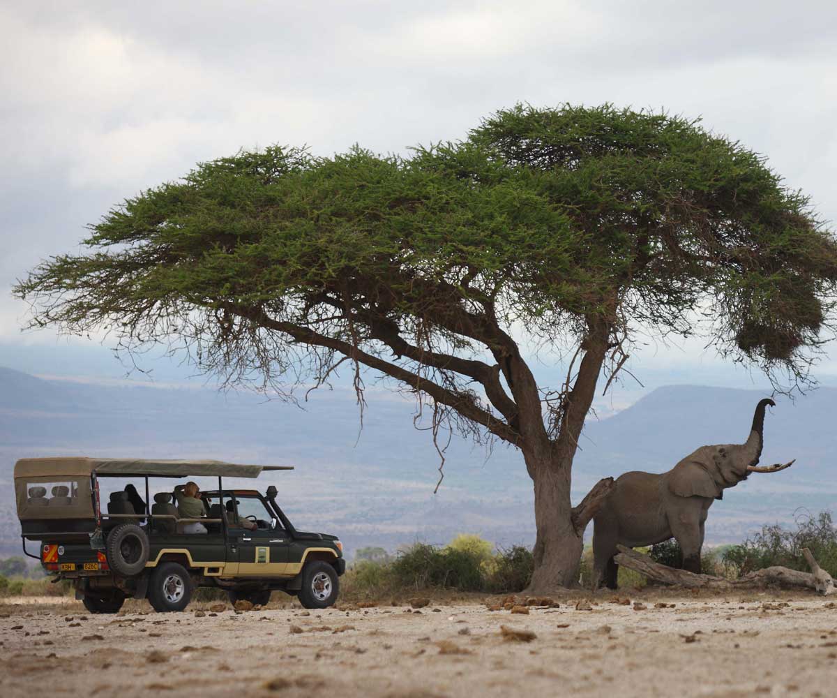Best Christmas Destinations in Africa: Festive Season on Safari