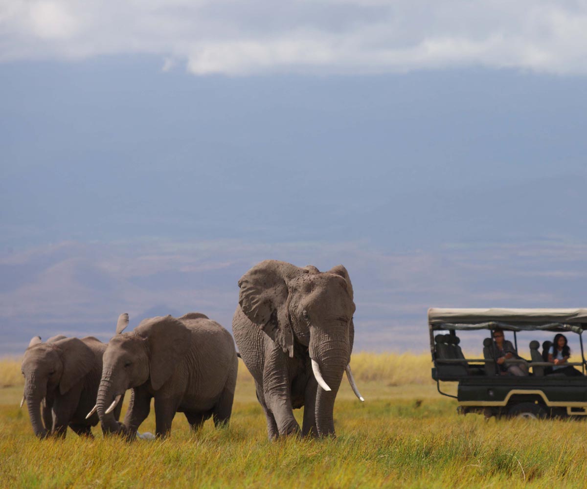 Best Christmas Destinations in Africa: Festive Season on Safari