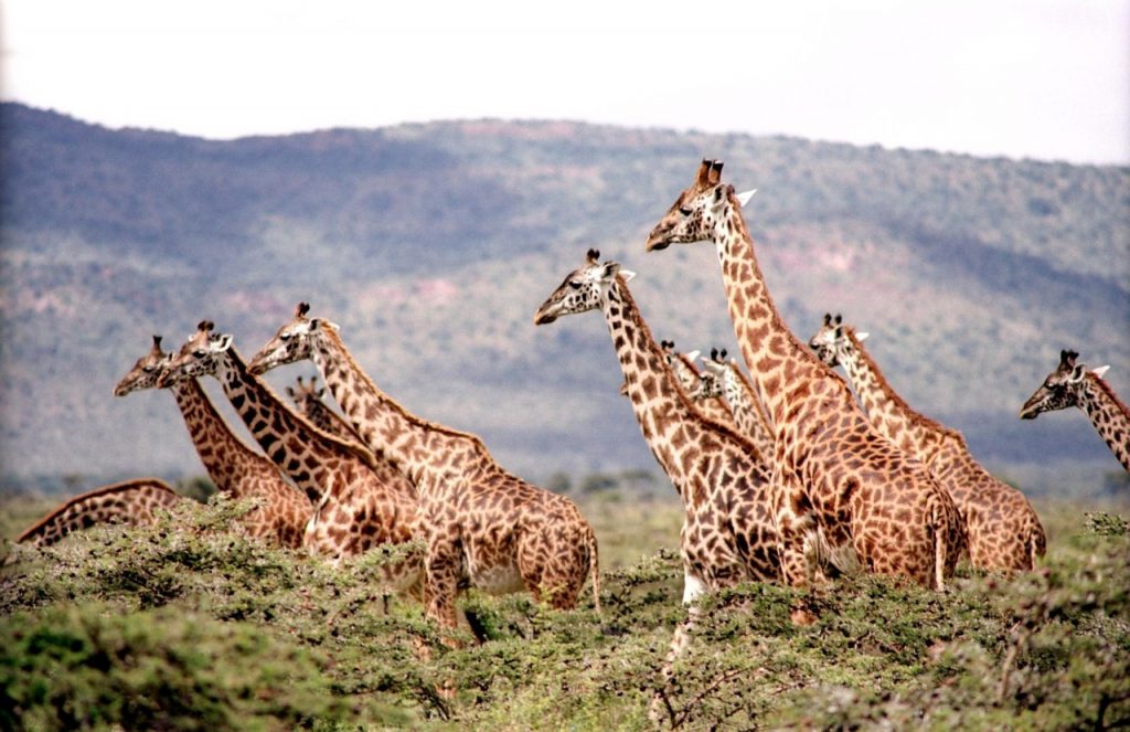 10 Utterly Bizarre Facts about Africa’s Wildlife
