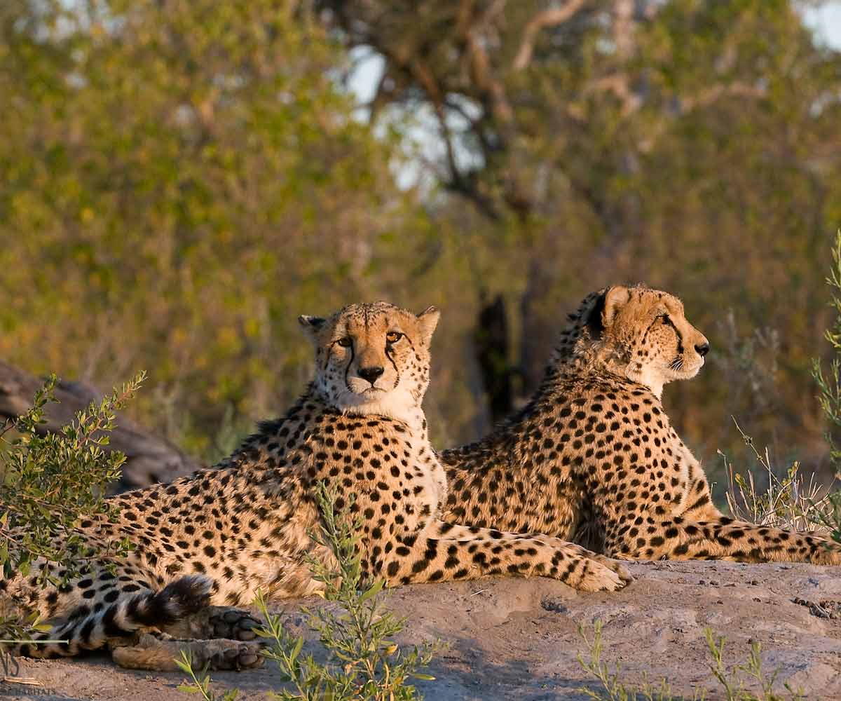 Safari Honeymoons in Southern Africa