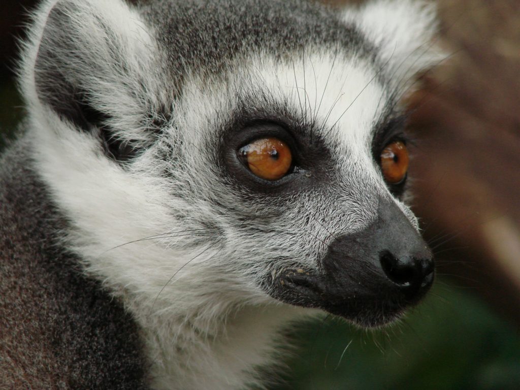 Leaping to Help Madagascar’s Lemurs