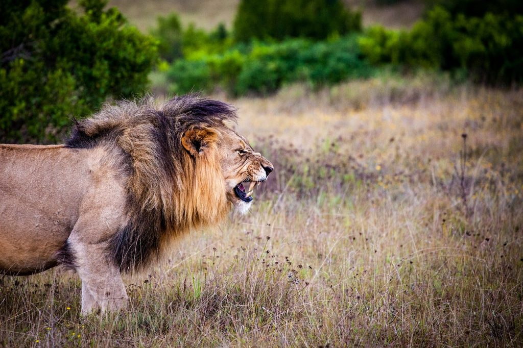 African safari, lion