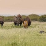 Thirty Rhinos Translocated to Akagera National Park