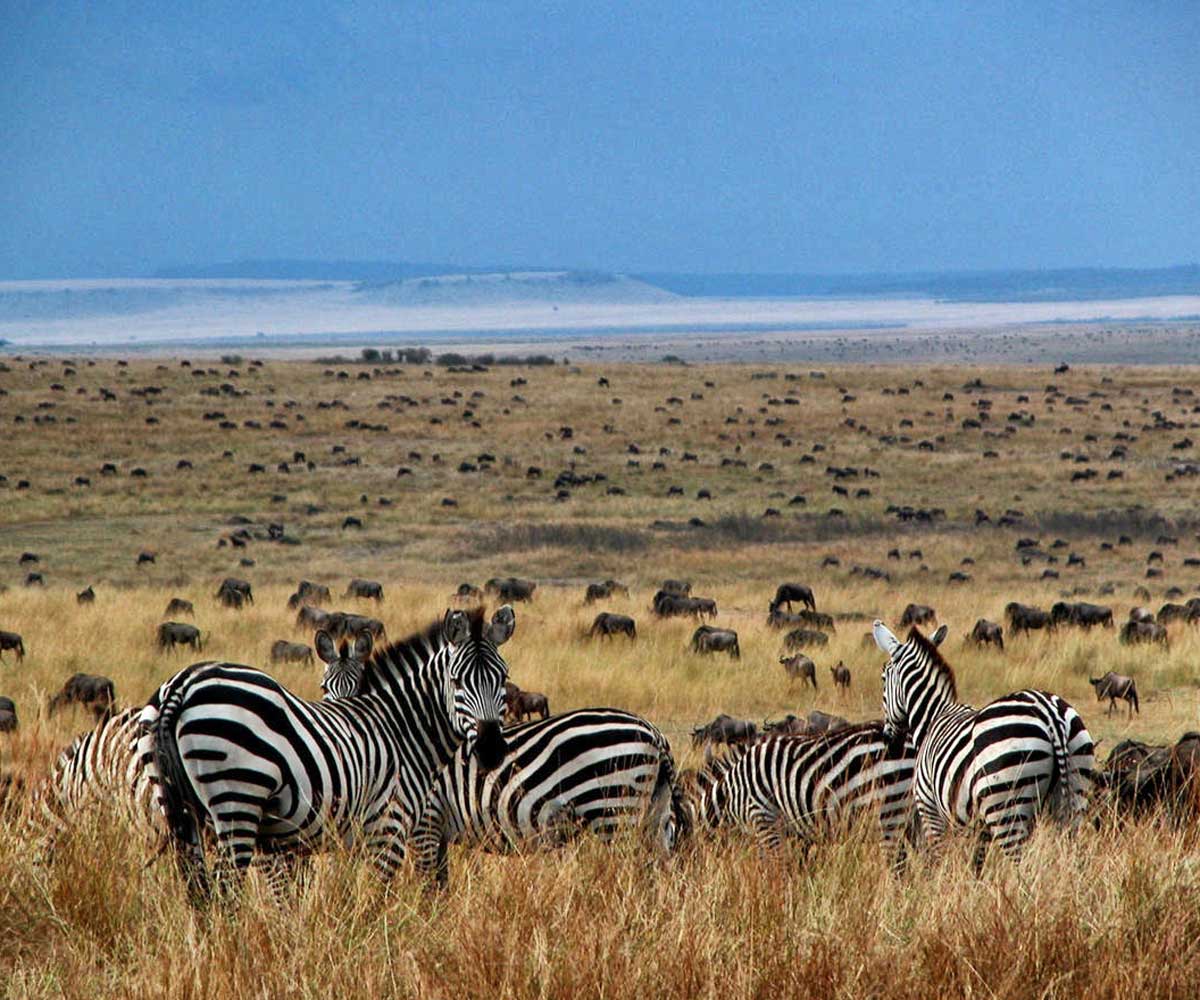 The benefits of an off peak East African Safari