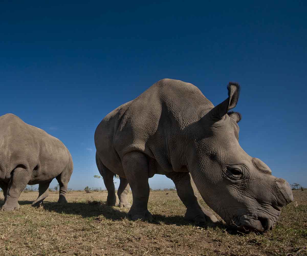 What happened to the Northern white rhino?