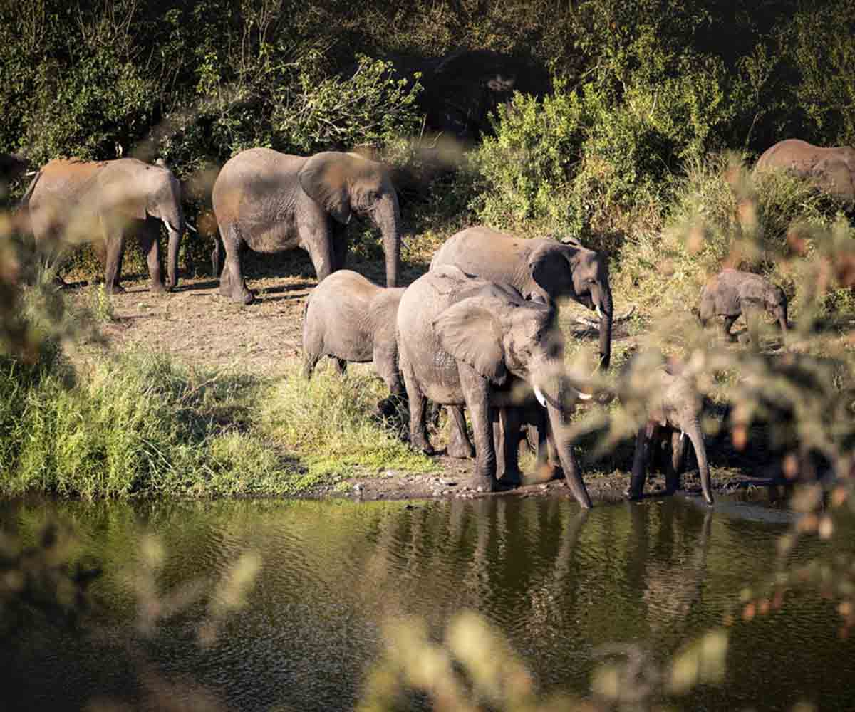 A Walking Safari in the Kruger National Park