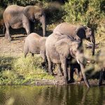 Tarangire: elephant paradise
