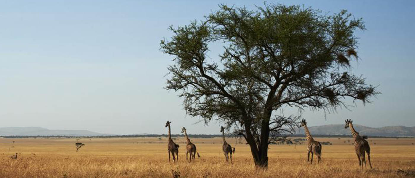 Tanzania Safari - a Guide - Africa Odyssey Blog