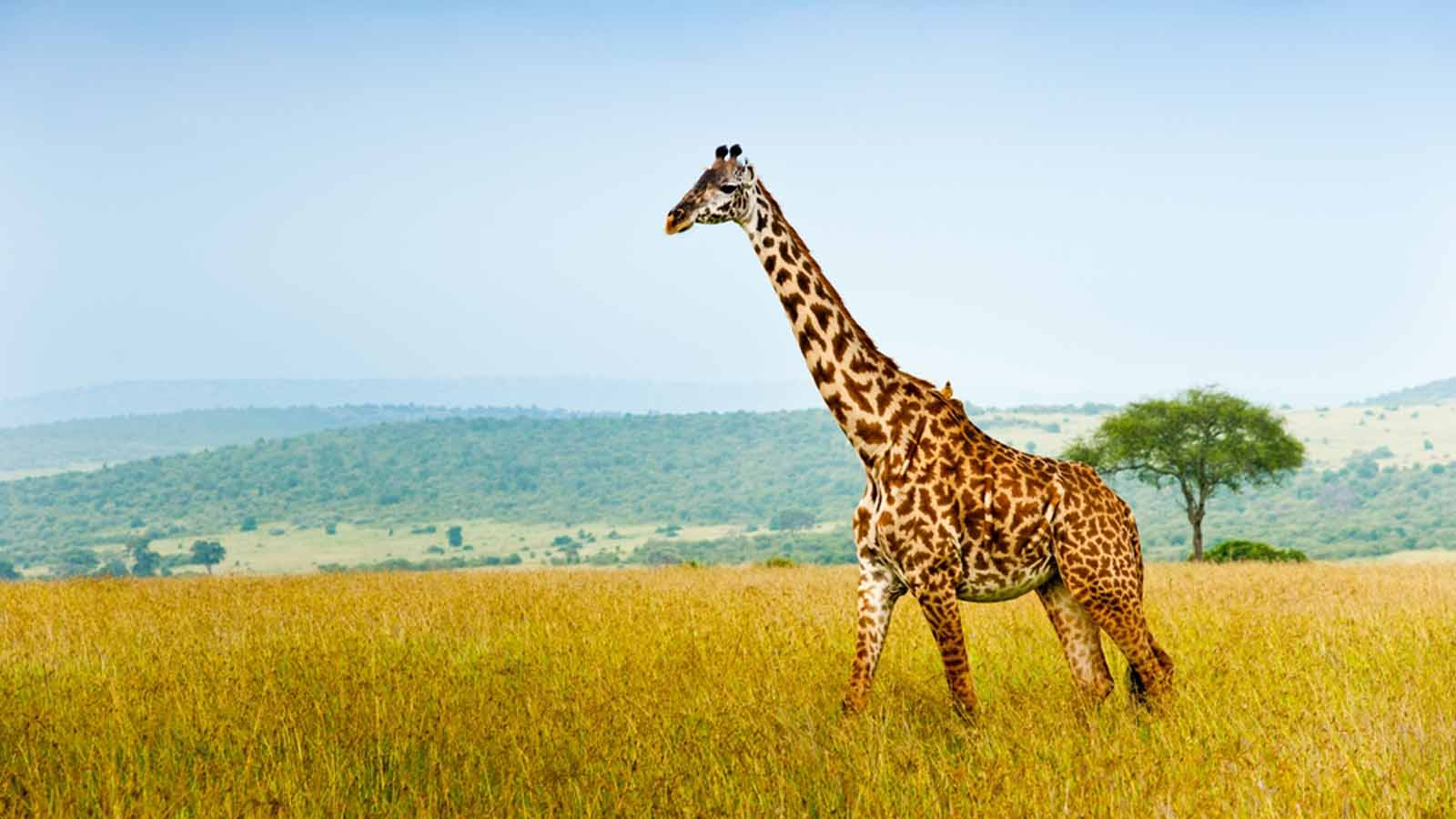Safari Holiday