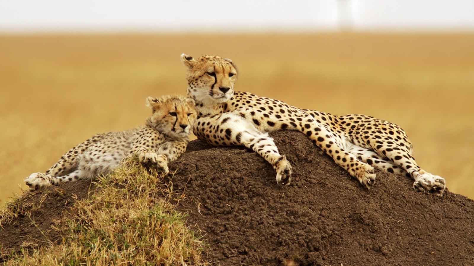 Africa Honeymoon