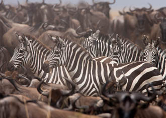 Masai Mara Safaris