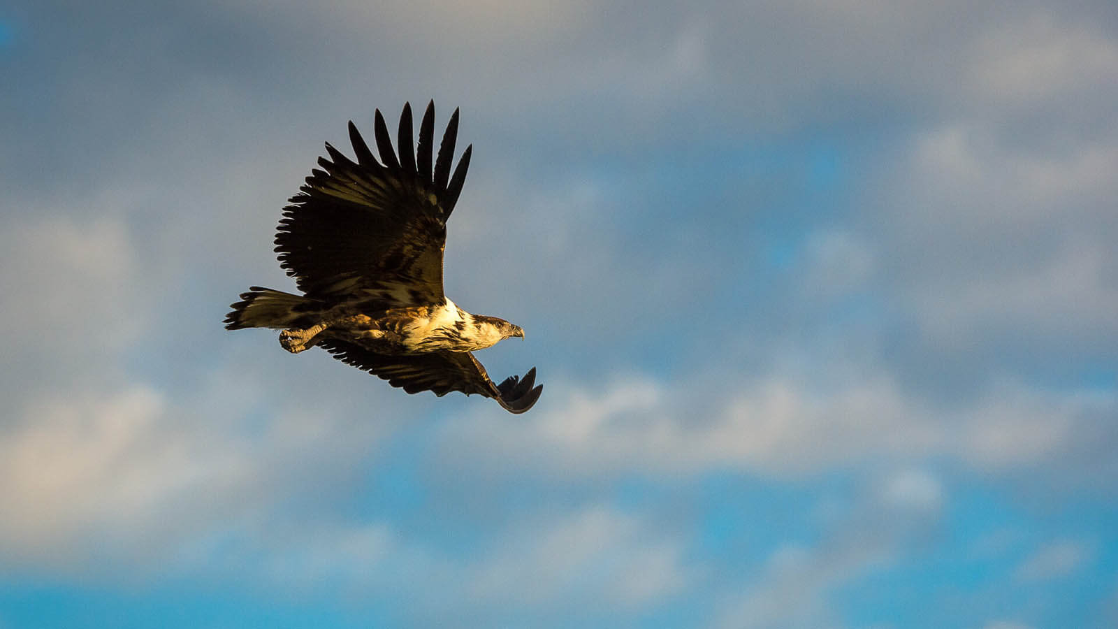 Africa Safari and beach