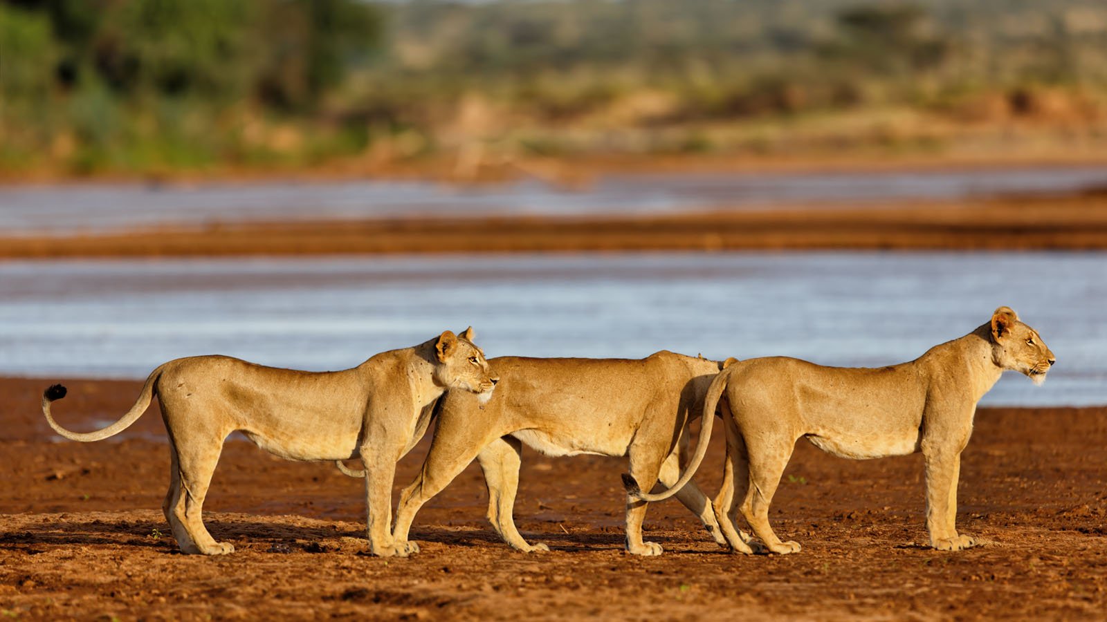 Africa Safari and beach