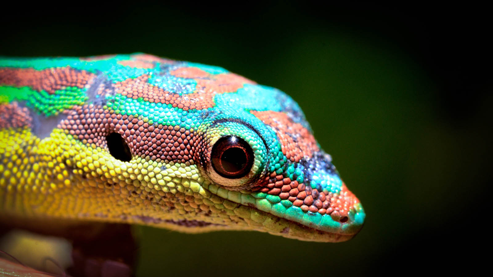 Africa Safari and beach