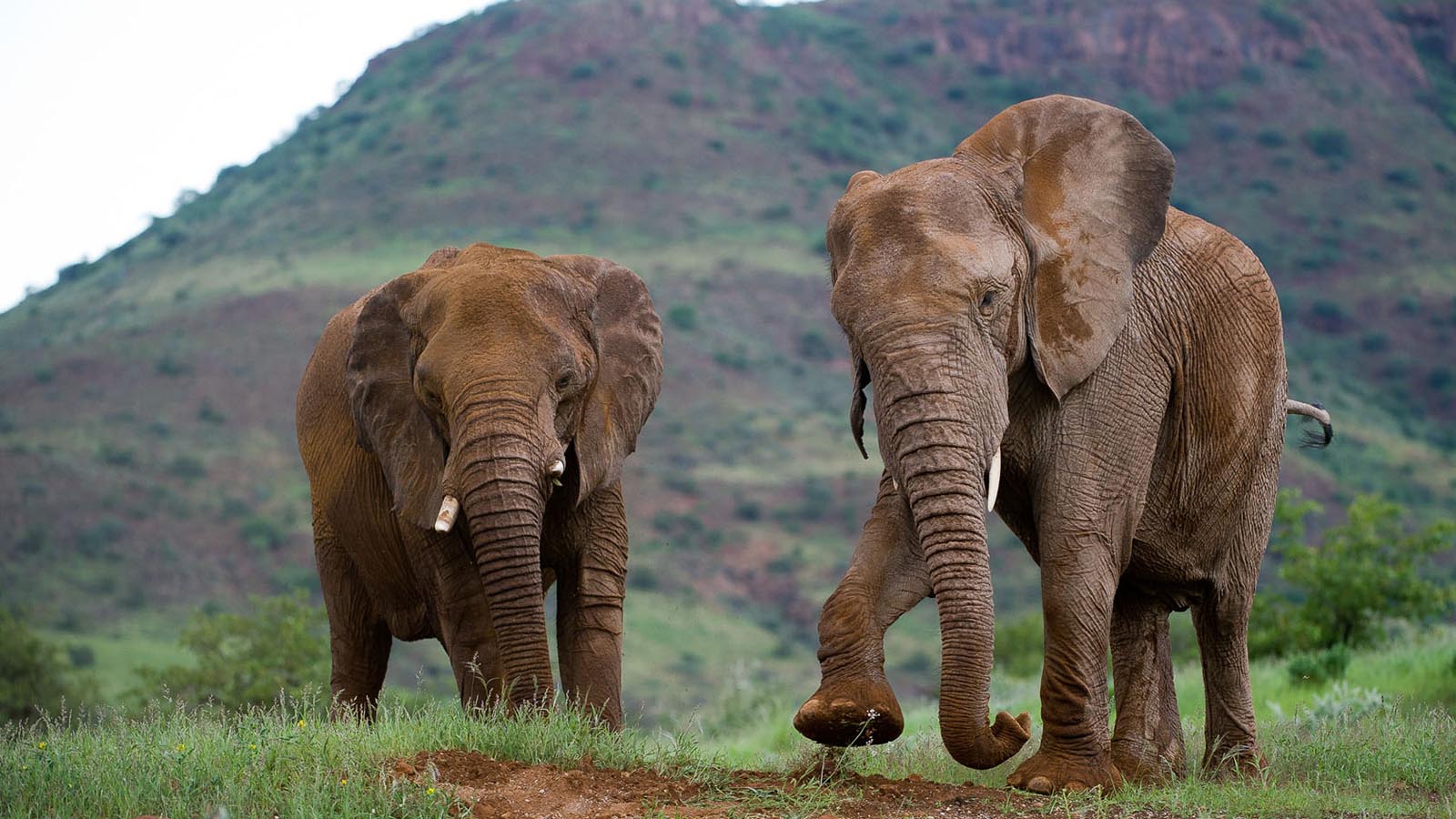 Africa Safari and beach