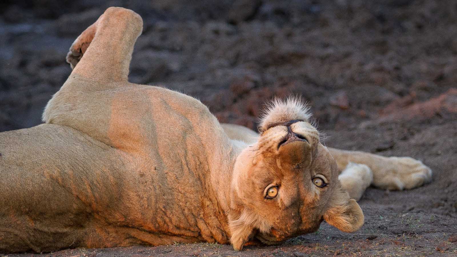 Africa Safari and beach