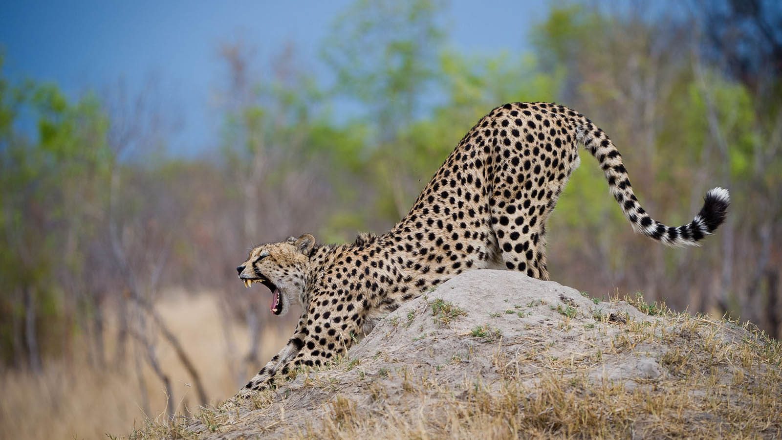 Africa Honeymoon