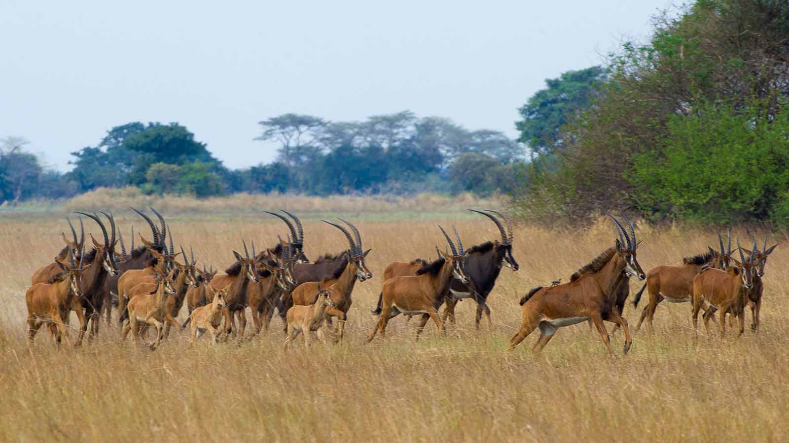 Africa Honeymoon