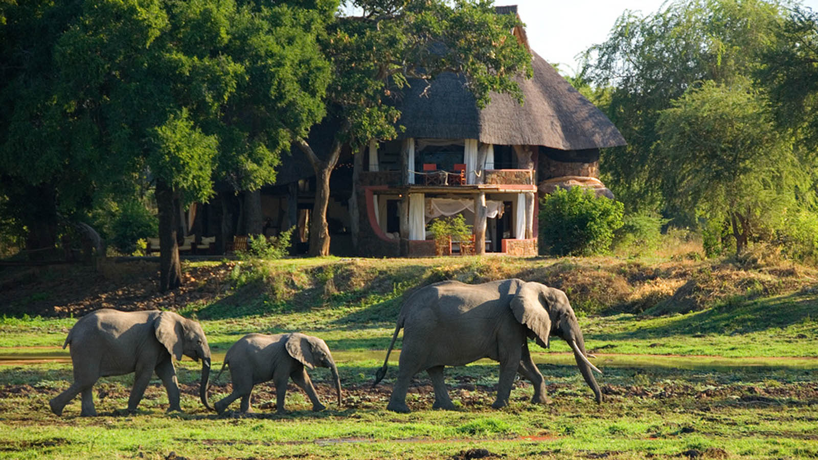 Africa Honeymoon