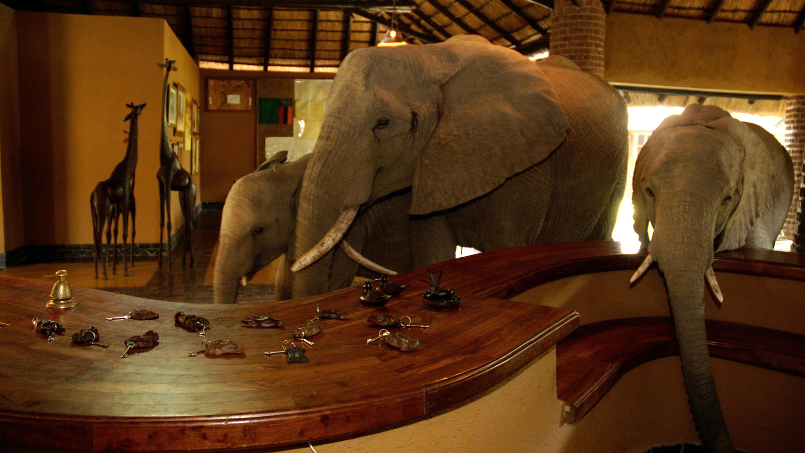 Africa Honeymoon