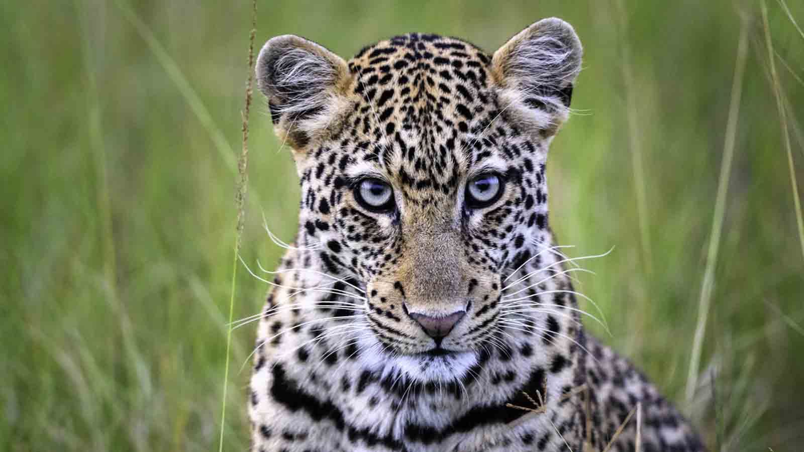 Africa Safari and beach