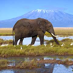 Amboseli National Park