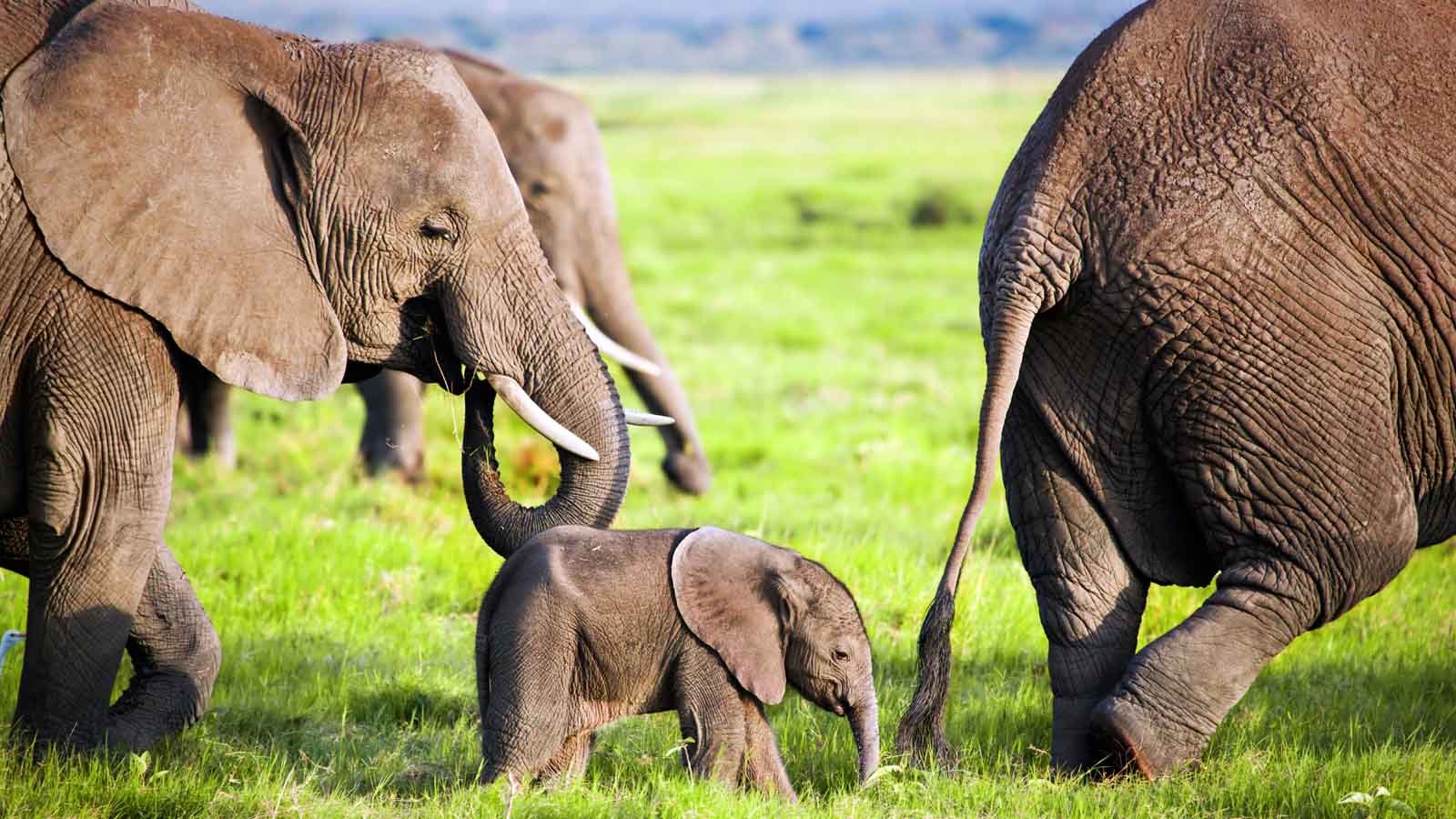 Africa Safari and beach