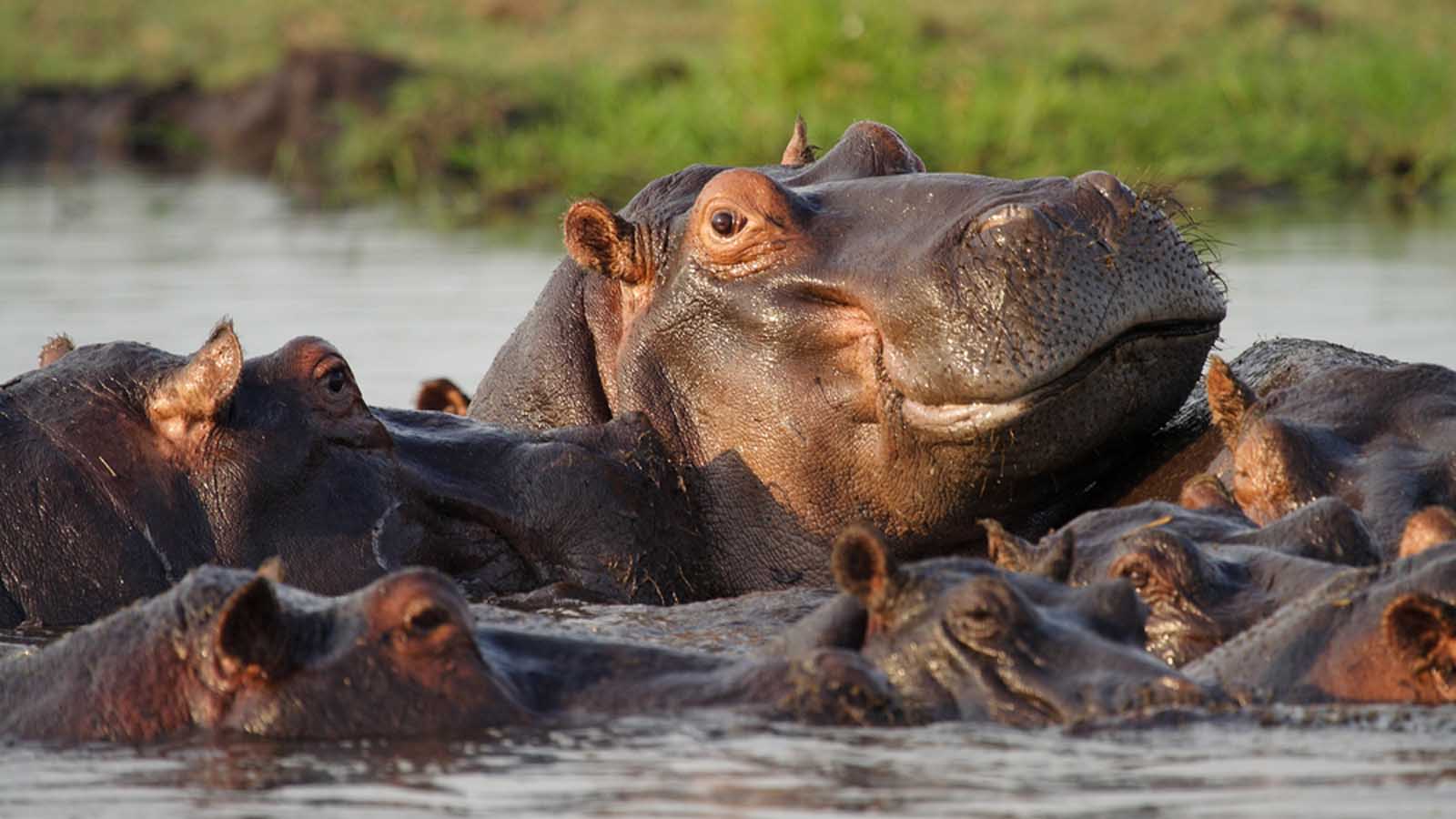 Africa Safari and beach