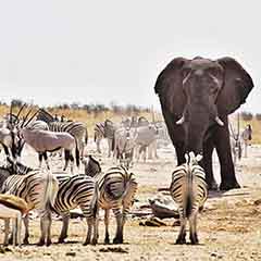 Etosha 