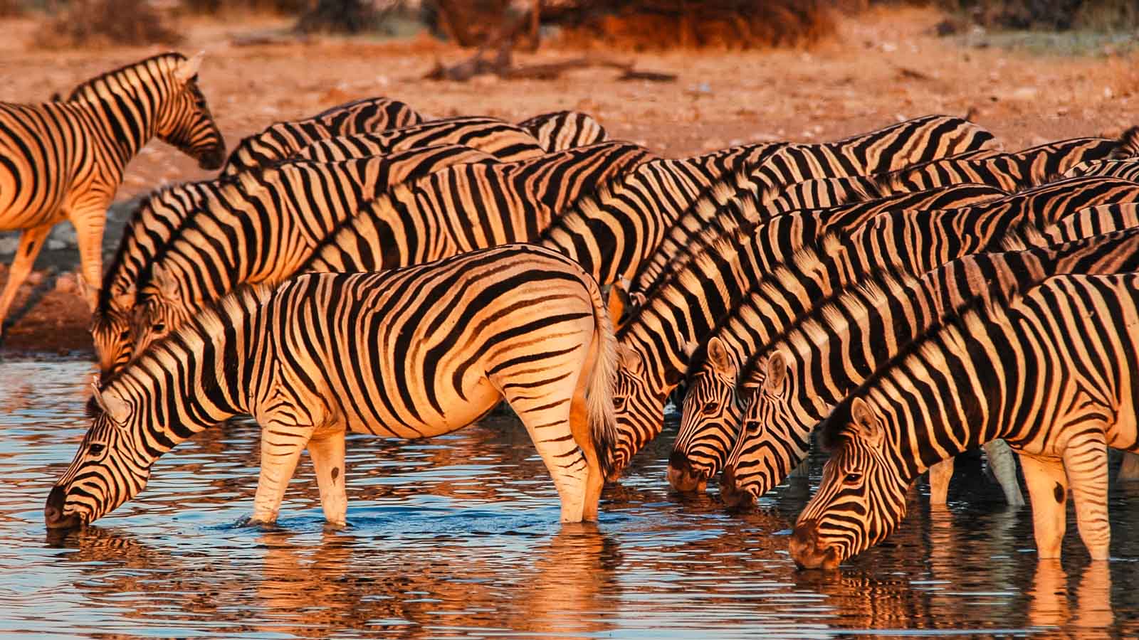 Africa Safari and beach