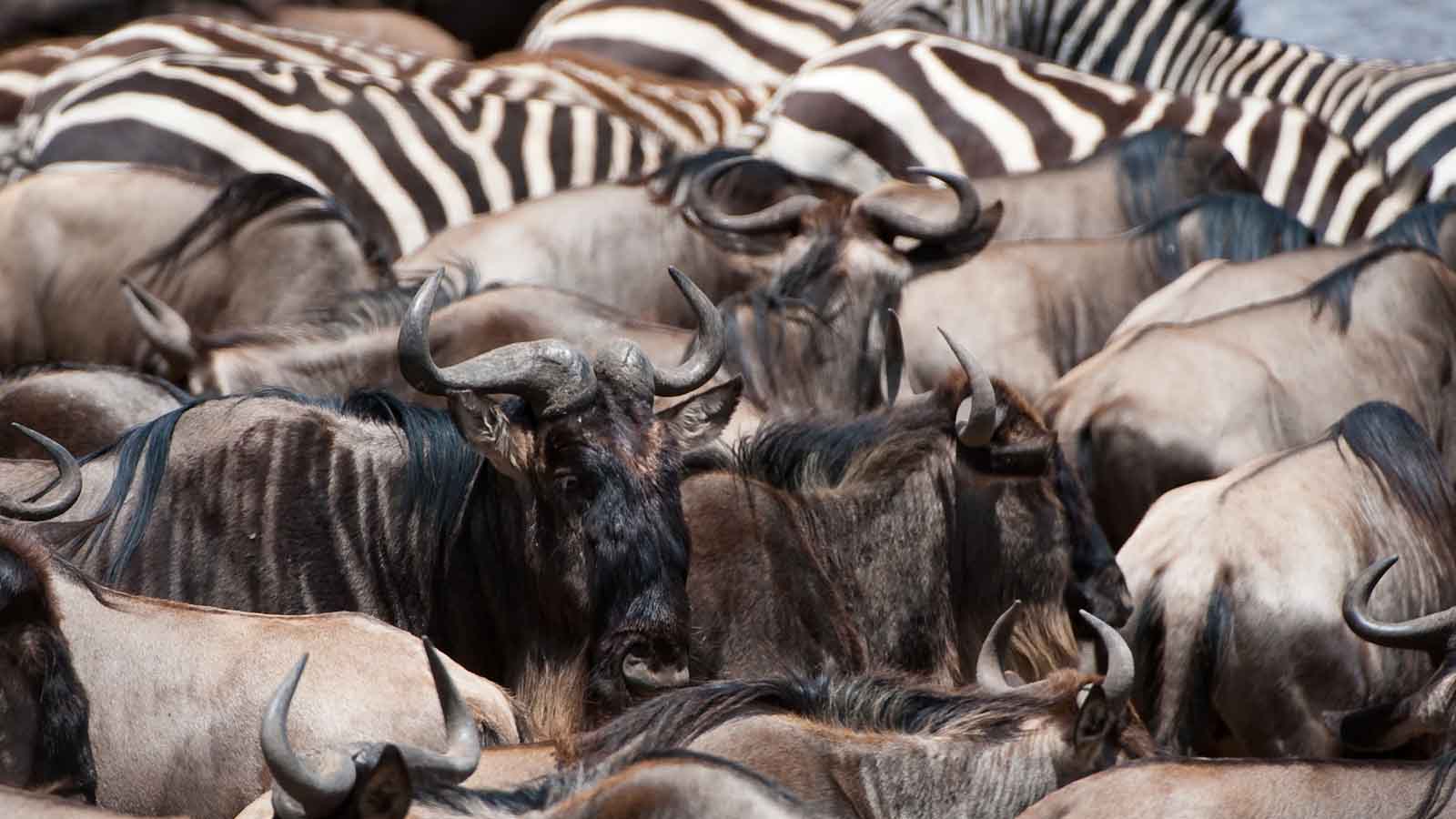 Africa Safari and beach