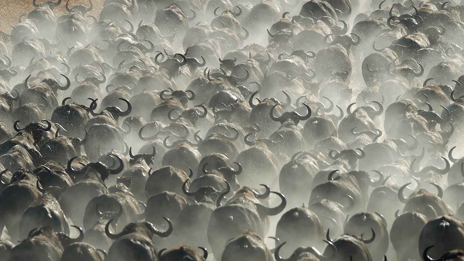 Africa Safari and beach