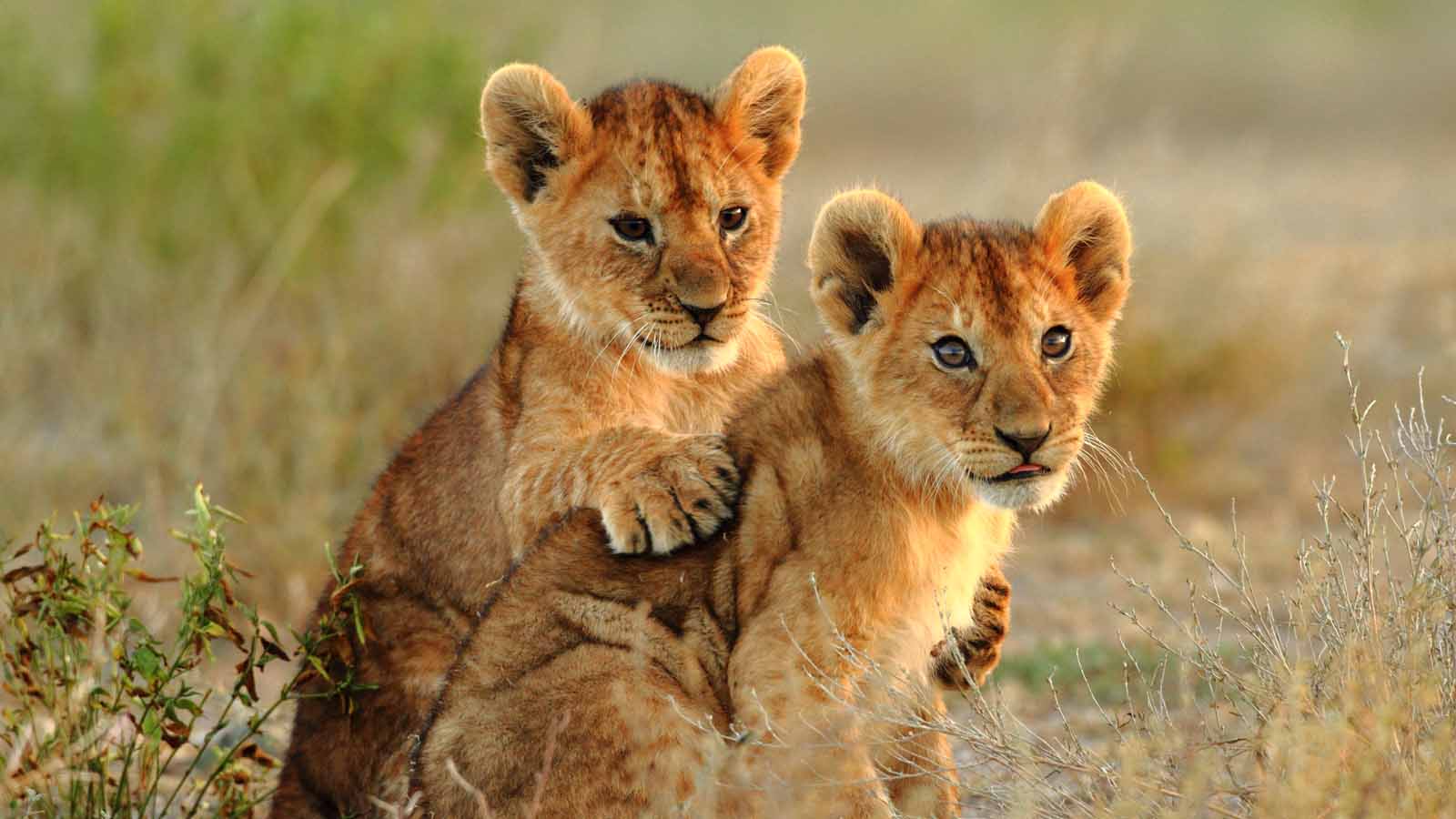 Africa Honeymoon