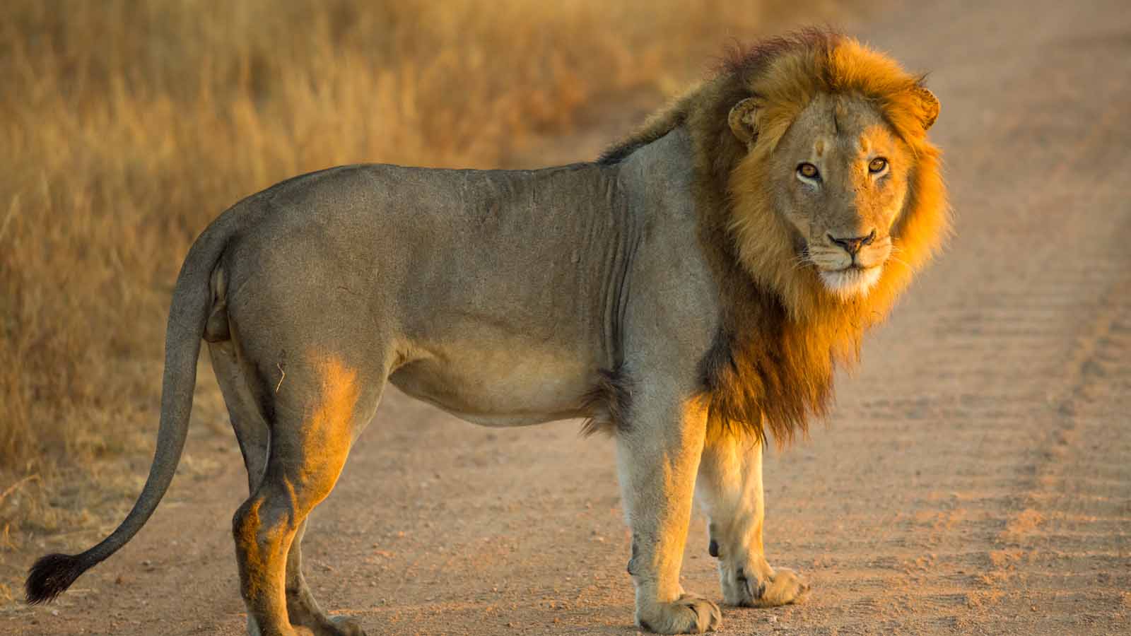Africa Safari and beach