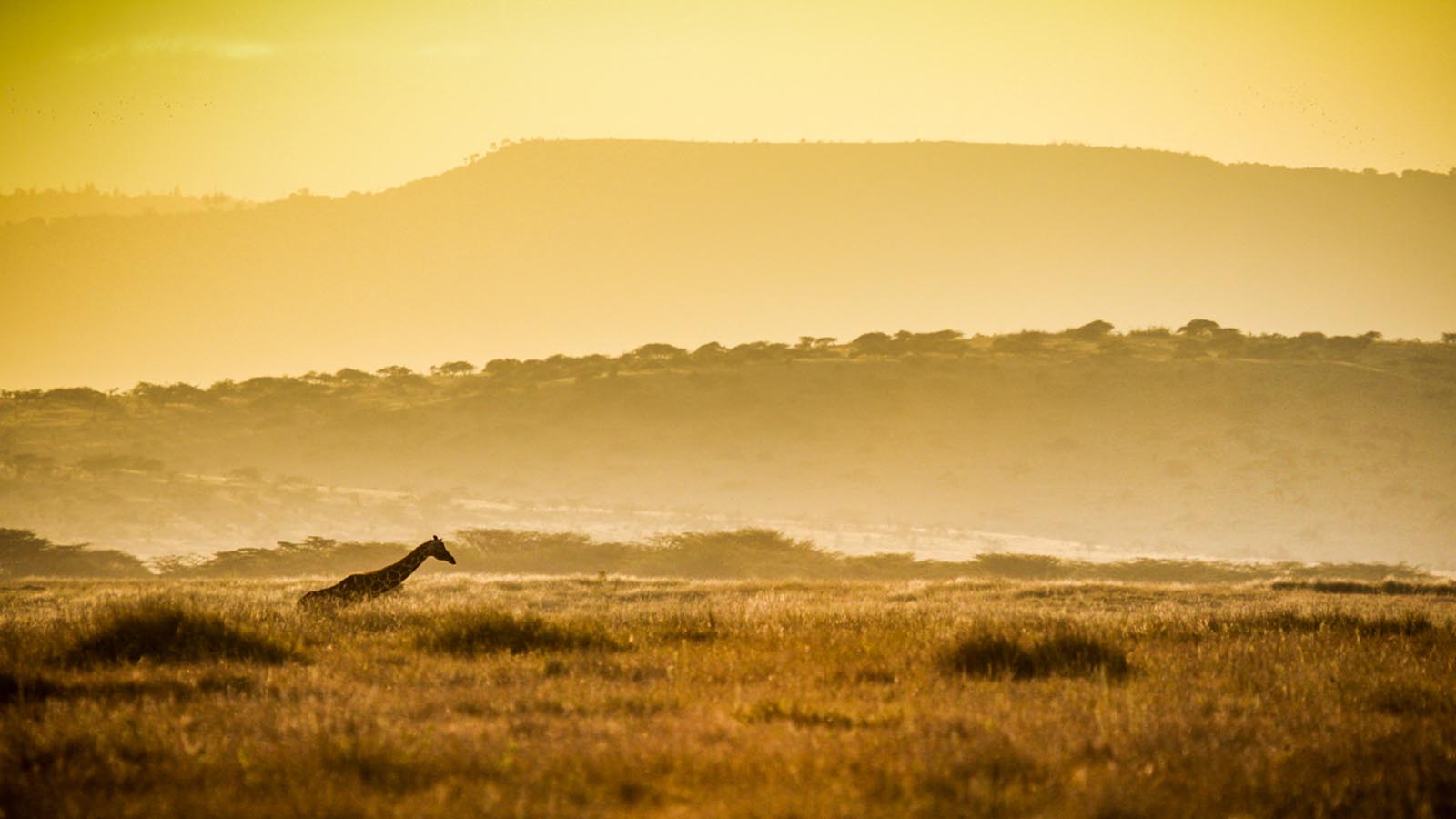 Africa Safari and beach