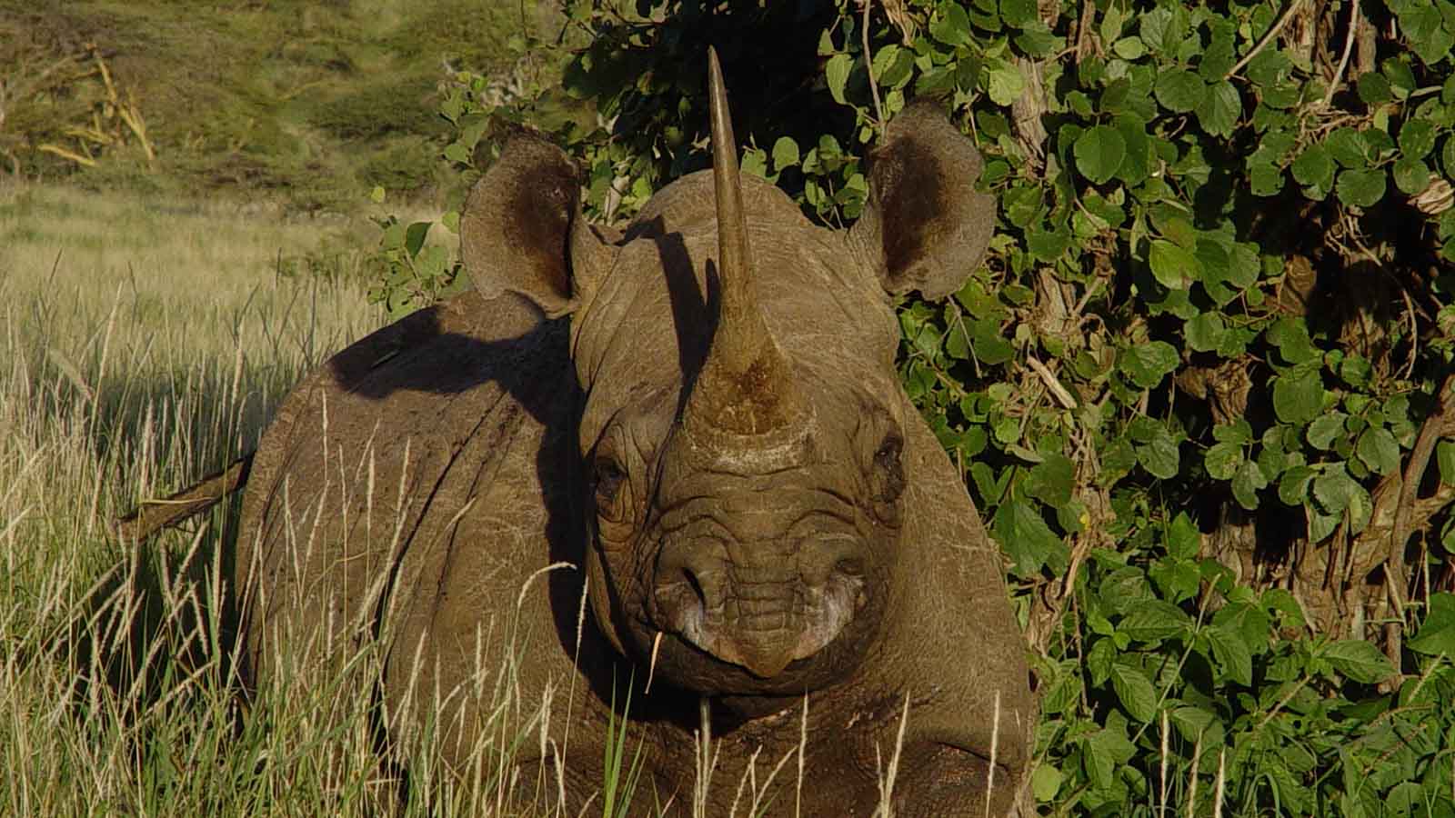 Africa Safari and beach