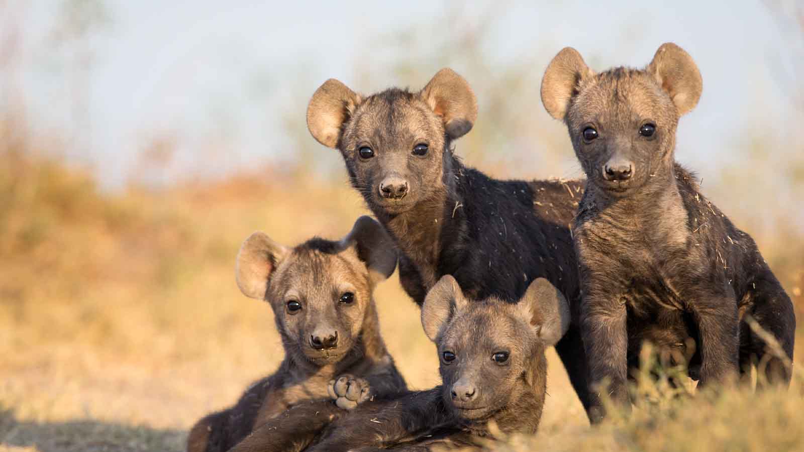 Africa Safari and beach