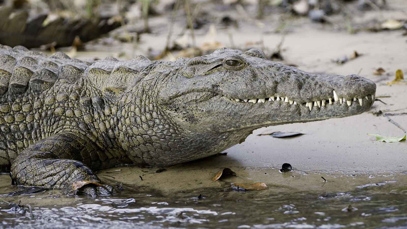 Africa Safari and beach