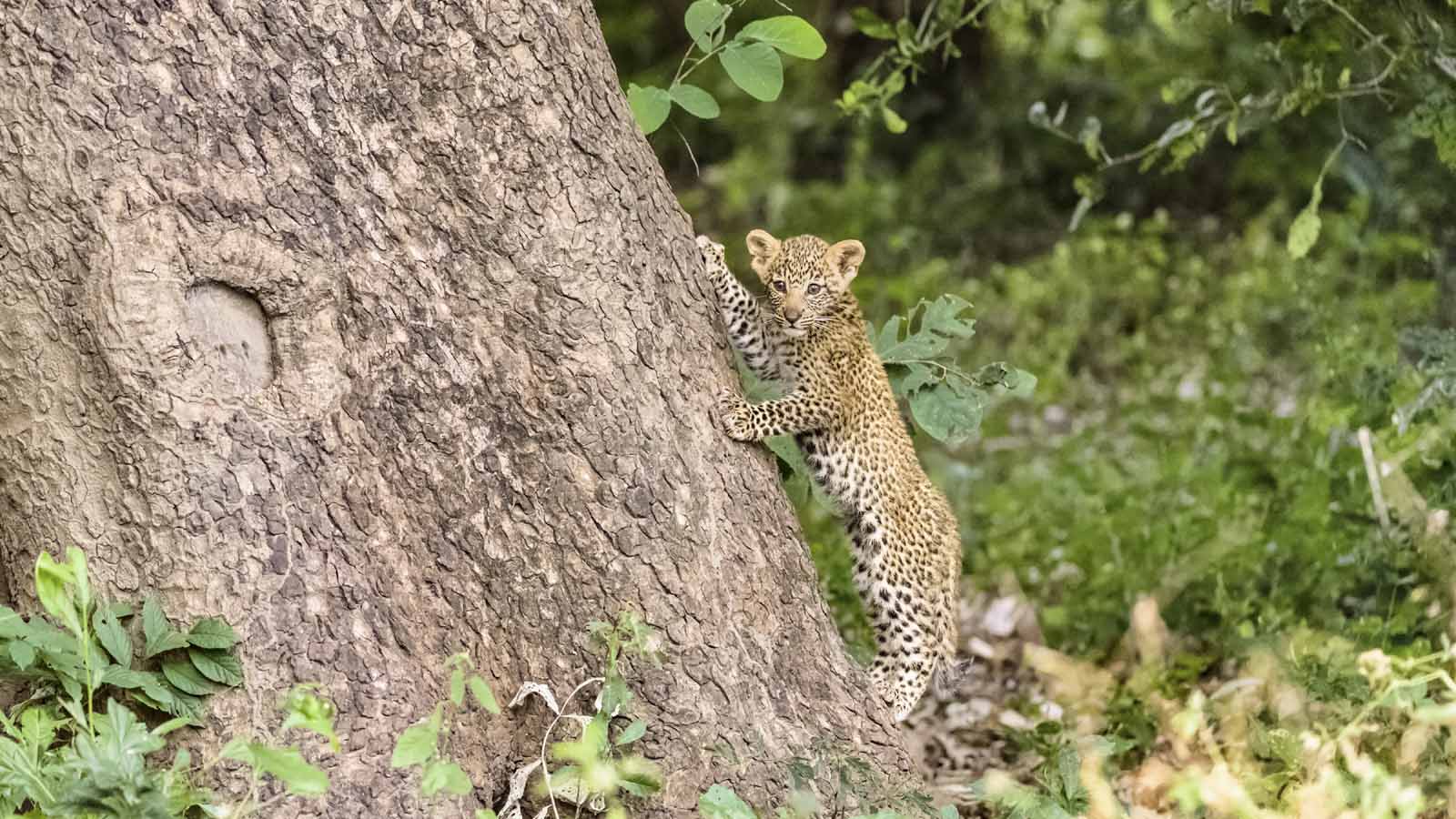 Safari Holiday