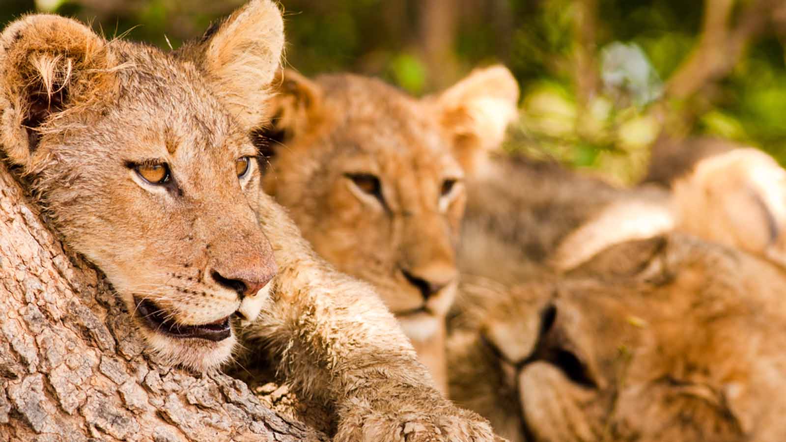 Africa Honeymoon