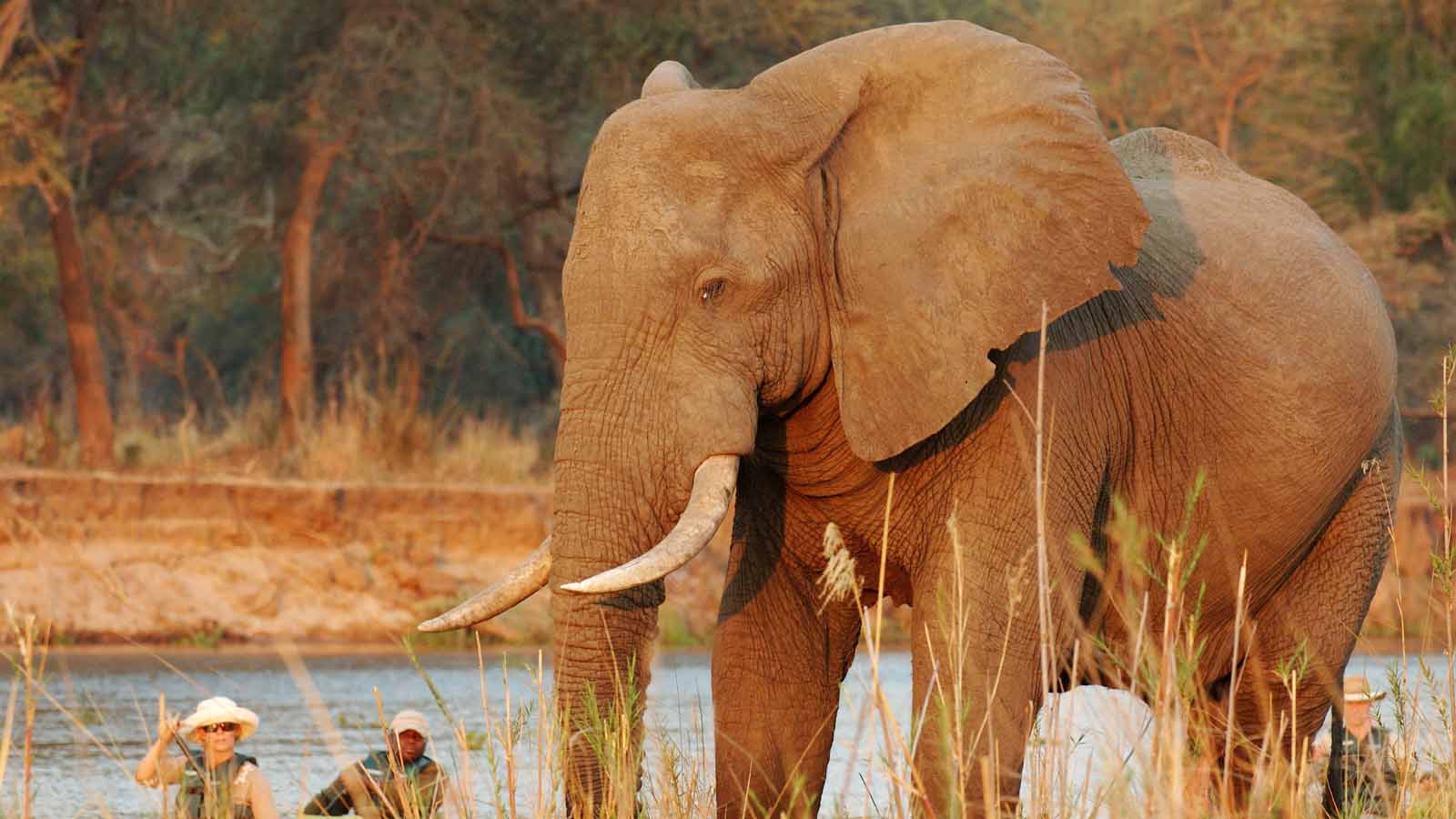 Botswana Safari