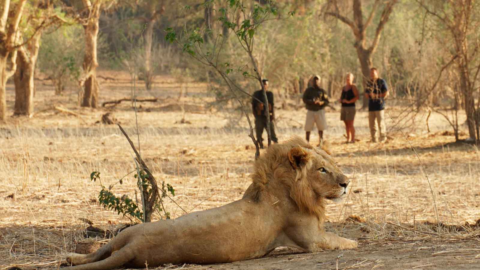 Kenya safari