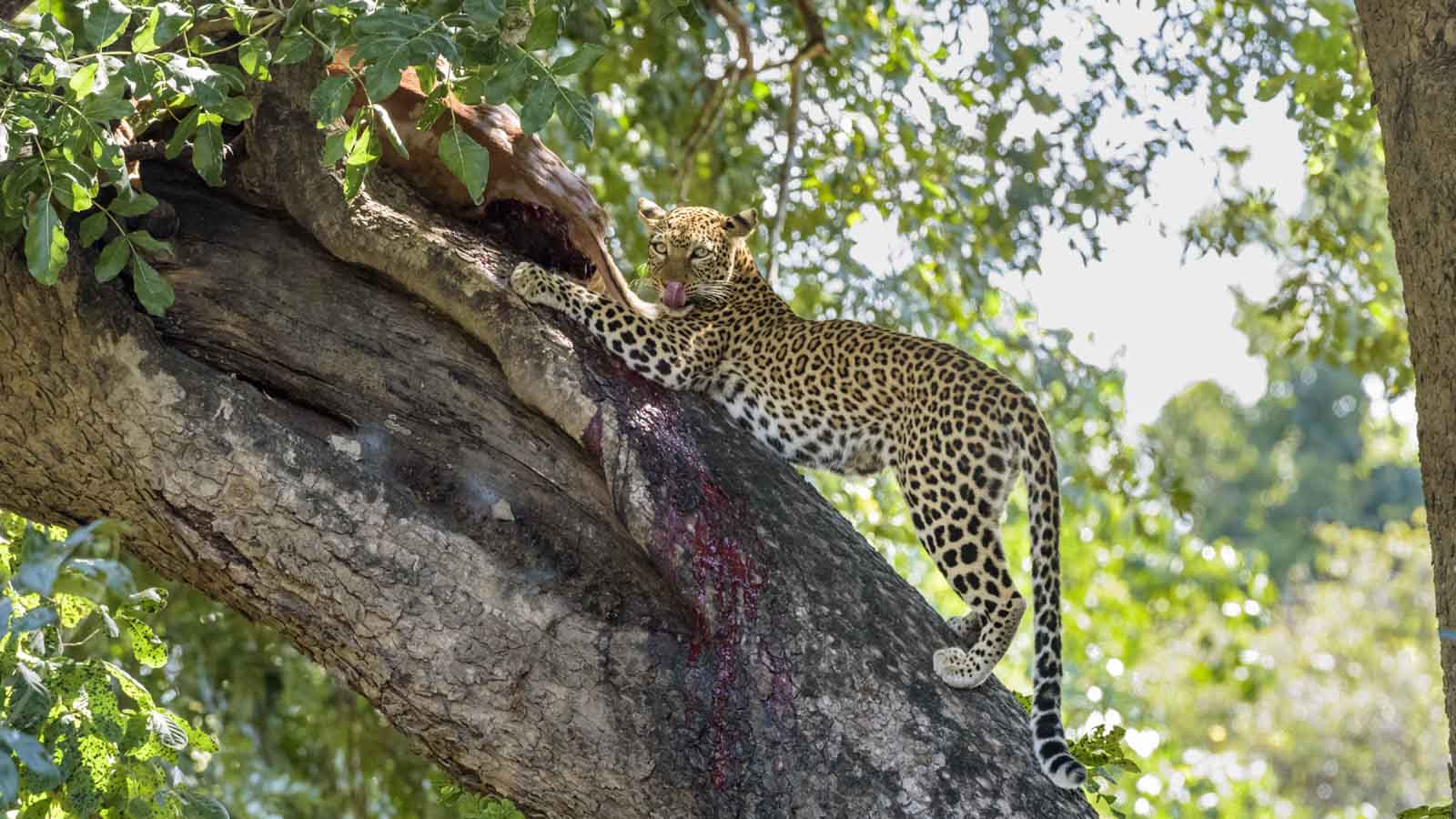 Zambia safari