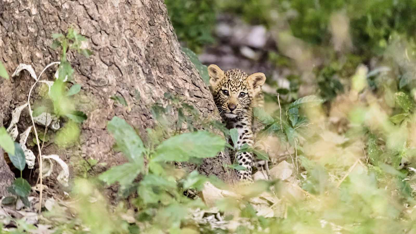Zimbabwe safari