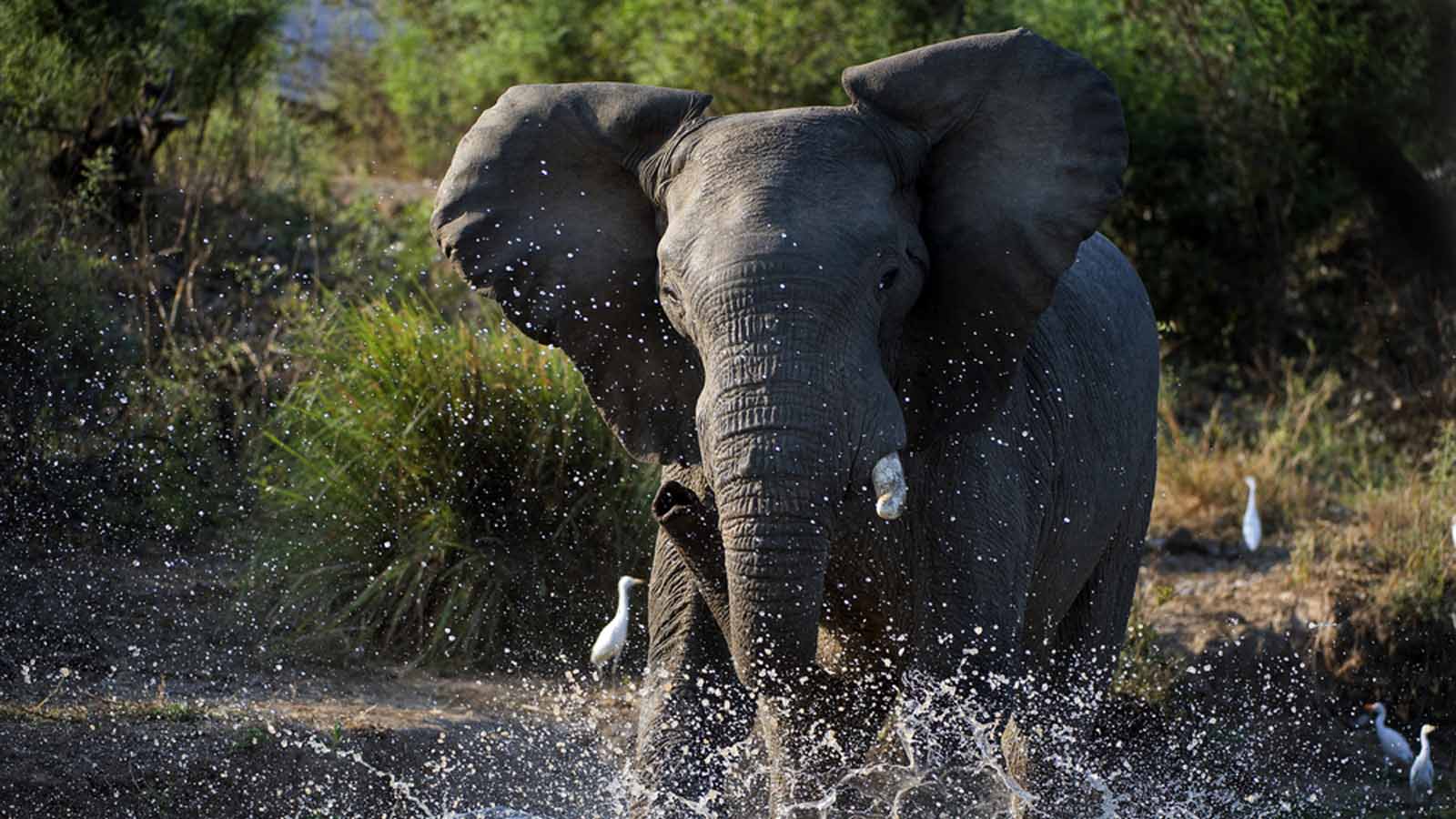 Namibia safari