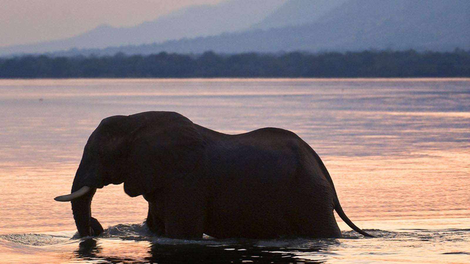 The Lower Zambezi - 9