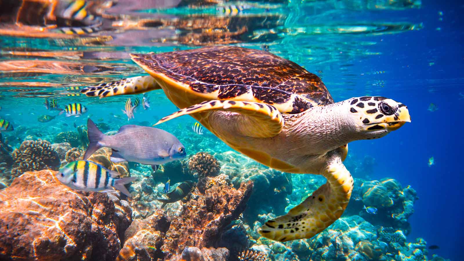 Africa Safari and beach